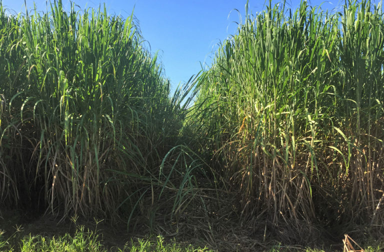 Okeechobee and Osceola Center